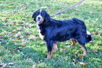 Jenny_Female_BerneseMtDog_65lbs_JacobSchlabach