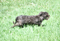 Havanese_F_8#-2