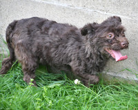 Havanese_F_8#-3
