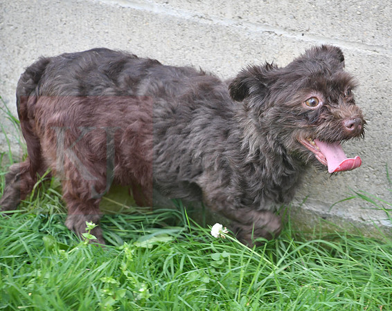 Havanese_F_8#-3