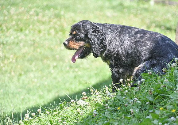 Blue Merle Cocker Spaniel_M_#30-2