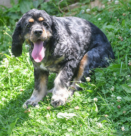 Blue Merle Cocker Spaniel_M_#30-3