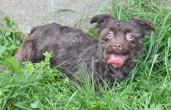 Havanese_F_8#-4