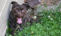 Havanese_F_8#