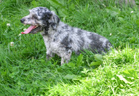 Stevey_M_Mini Poodle_8#-2