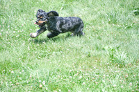 Blue Merle Cocker Spaniel_M_#30