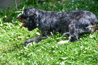 Blue Merle Cocker Spaniel_M_#30-4