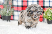 Paris_F_0044_Aussiedoodle-7160