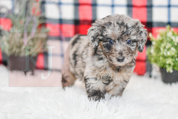 Paris_F_0044_Aussiedoodle-7160