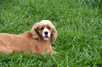 181012_Abe Miller_10