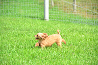 181012_Abe Miller_14