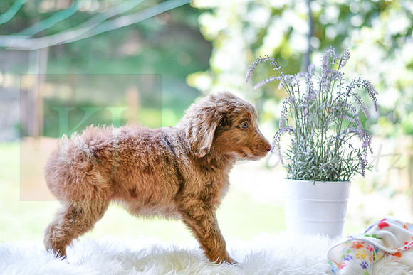 Moxie_F_0027_Aussiedoodle-4