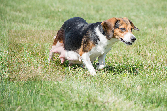 160916_QuailCreek Kennel_161