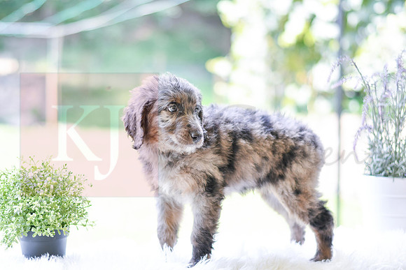 Mickey_M_0029_Aussiedoodle-2