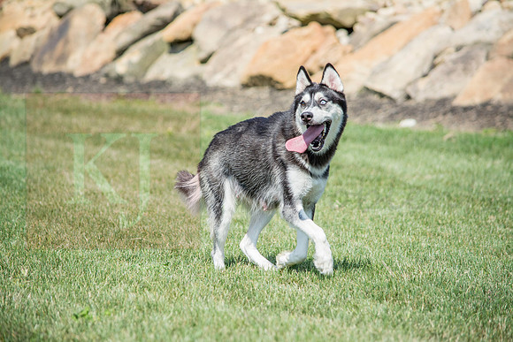 160916_QuailCreek Kennel_157