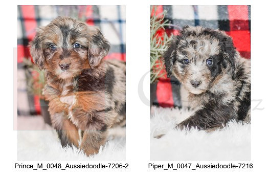 12.01.21 Aussiedoodles Litter Photo 2