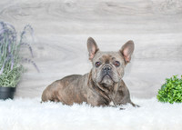 Bell Bell_Blue_F_20#_AKC-5911