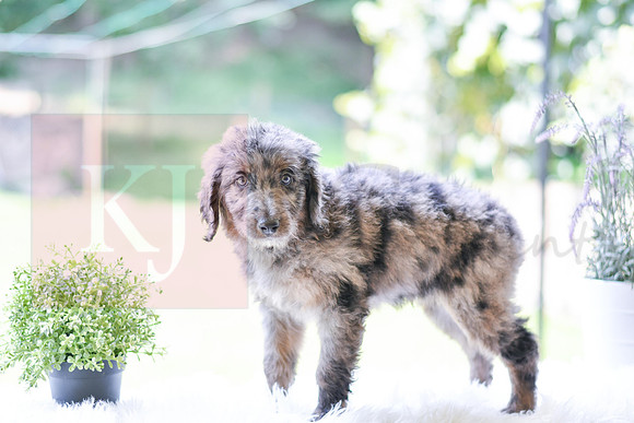 Mickey_M_0029_Aussiedoodle