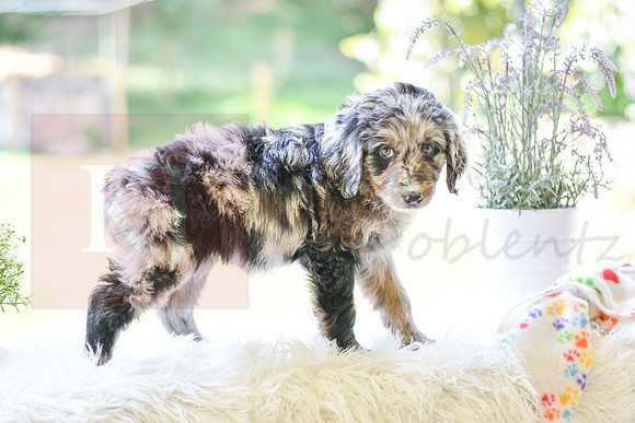 Michelle_F_0028_Aussiedoodle-5