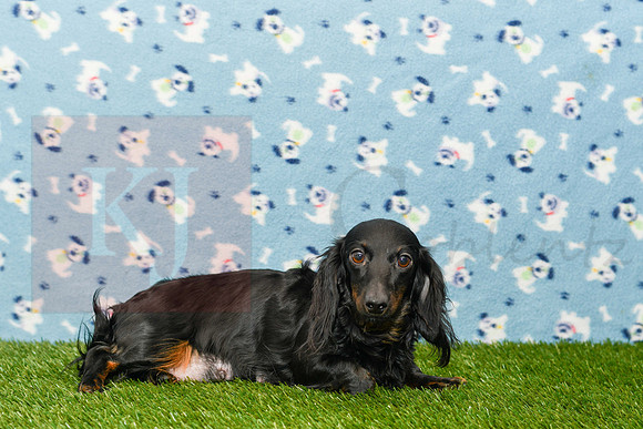 Callie_F_Black N Tan_Mini Dachshund-1700