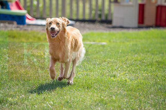 160916_QuailCreek Kennel_134