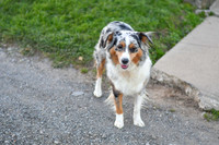 211108 Holly_F_Mini Aussie 4437