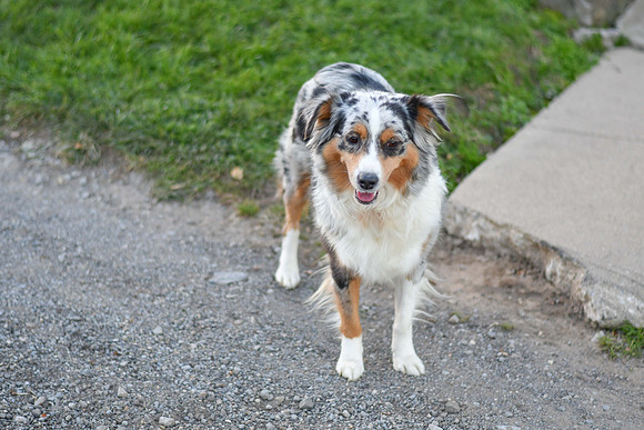 211108 Holly_F_Mini Aussie 4437