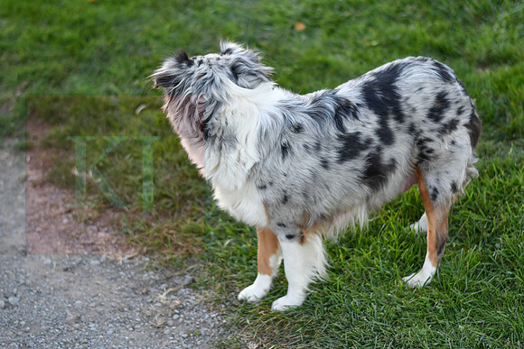 211108 Holly_F_Mini Aussie 4435