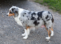 211108 Holly_F_Mini Aussie 4446