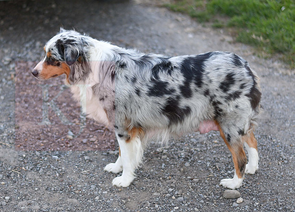 211108 Holly_F_Mini Aussie 4446