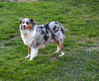 211108 Holly_F_Mini Aussie 4439