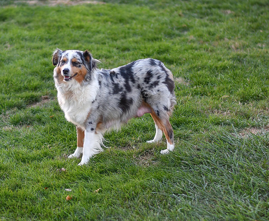 211108 Holly_F_Mini Aussie 4439