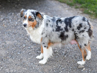 211108 Holly_F_Mini Aussie 4440