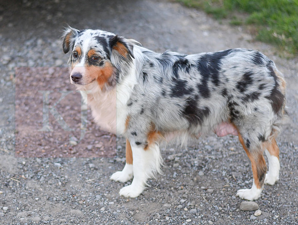 211108 Holly_F_Mini Aussie 4440