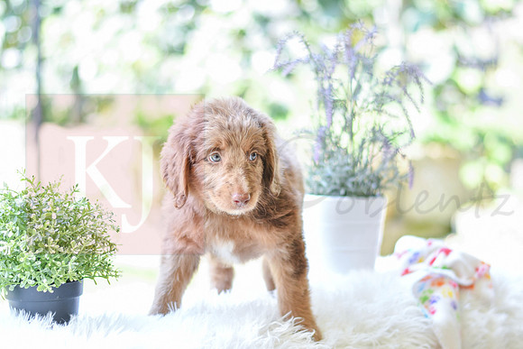 Moxie_F_0027_Aussiedoodle-3