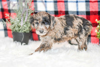 Ocean_M_0058_Aussiedoodle-7244