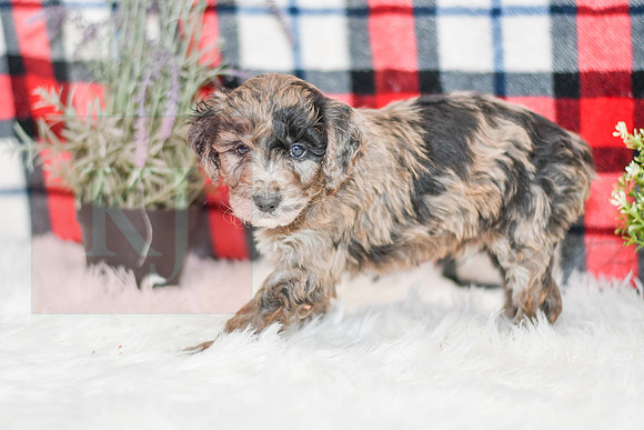 Ocean_M_0058_Aussiedoodle-7244