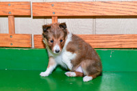 Abby_F_??_Shetland Sheepdog-2