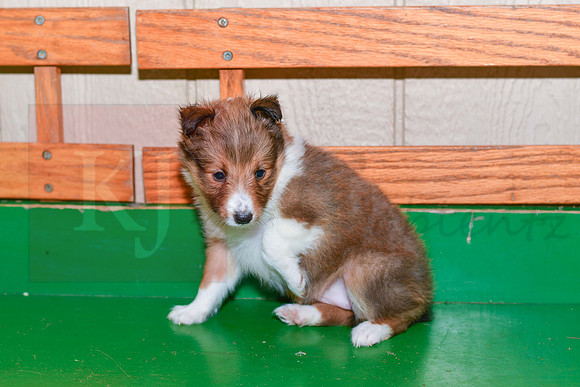 Abby_F_??_Shetland Sheepdog-2