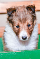 Abby_F_??_Shetland Sheepdog-4