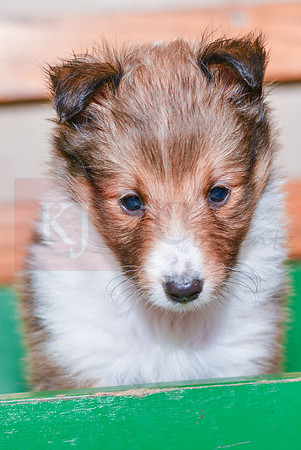 Abby_F_??_Shetland Sheepdog-4