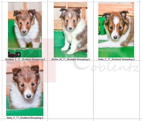08.03.23 Shelties Litter Photo