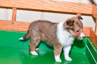Abby_F_??_Shetland Sheepdog-1