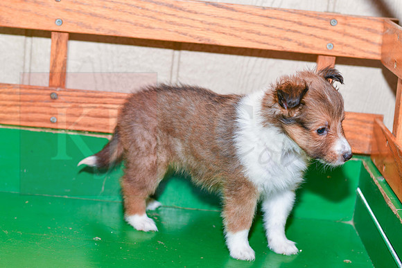 Abby_F_??_Shetland Sheepdog-1