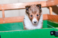 Abby_F_??_Shetland Sheepdog-3