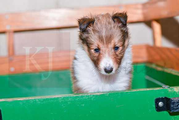 Abby_F_??_Shetland Sheepdog-3