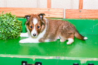 Anita_F_??_Shetland Sheepdog-1