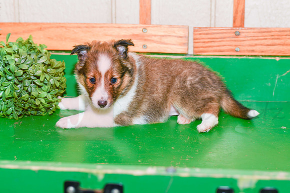 Anita_F_??_Shetland Sheepdog-1