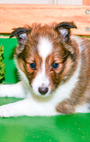 Anita_F_??_Shetland Sheepdog-2