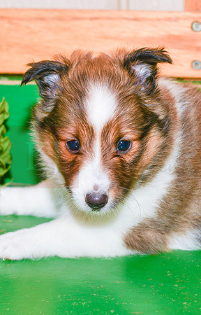 Anita_F_??_Shetland Sheepdog-2